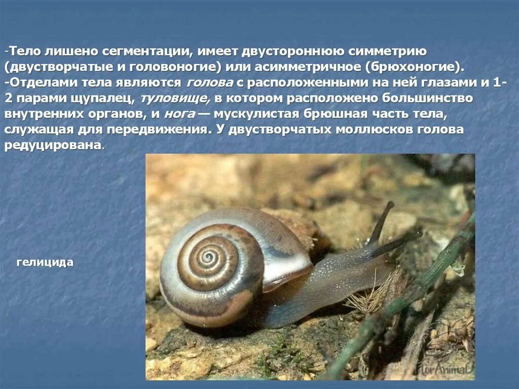 Симметрия тела брюхоногих. Прудовик 11. Брюхоногие двустворчатые головоногие. Класс брюхоногие моллюски улитки. Симметрия класса брюхоногие.