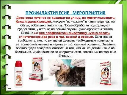 Что делать если котенок не выходит