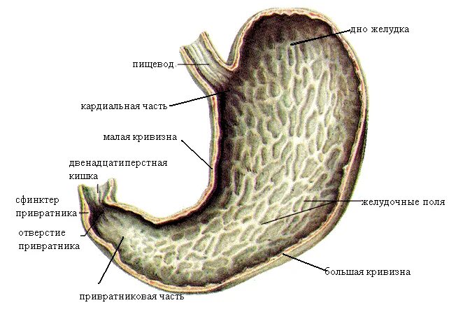 Внутреннее строение желудка. Слизистая оболочка желудка строение. Оболочки стенки желудка анатомия. Желудок анатомия Синельников. Внутреннее строение желудка анатомия.