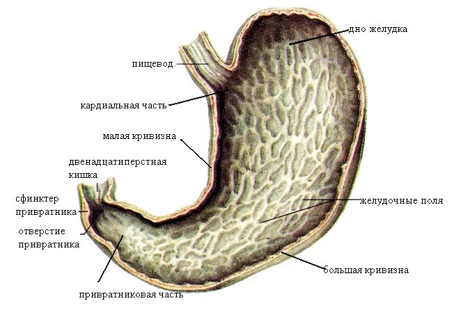 Слизистая оболочка желудка строение. Оболочки стенки желудка анатомия. Желудок анатомия Синельников. Внутреннее строение желудка анатомия. Внутреннее строение желудка