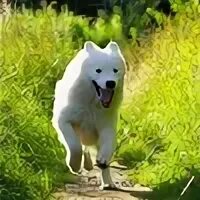 Домашние животные твери