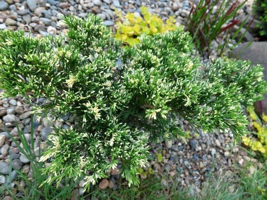 File:Juniperus sabina'Variegata' Savin 'Variegata' Juniper კაზაკური ღვია.JPG - W