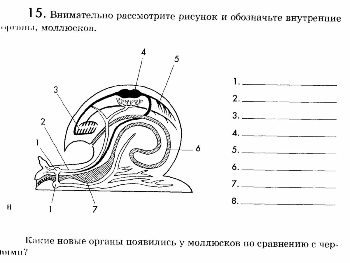 Улитка подписи. Внутреннее строение брюхоногих моллюсков. Внутреннее строение прудовика. Внутреннее строение моллюсков 8 класс. Внутреннее строение брюхоногого моллюска.