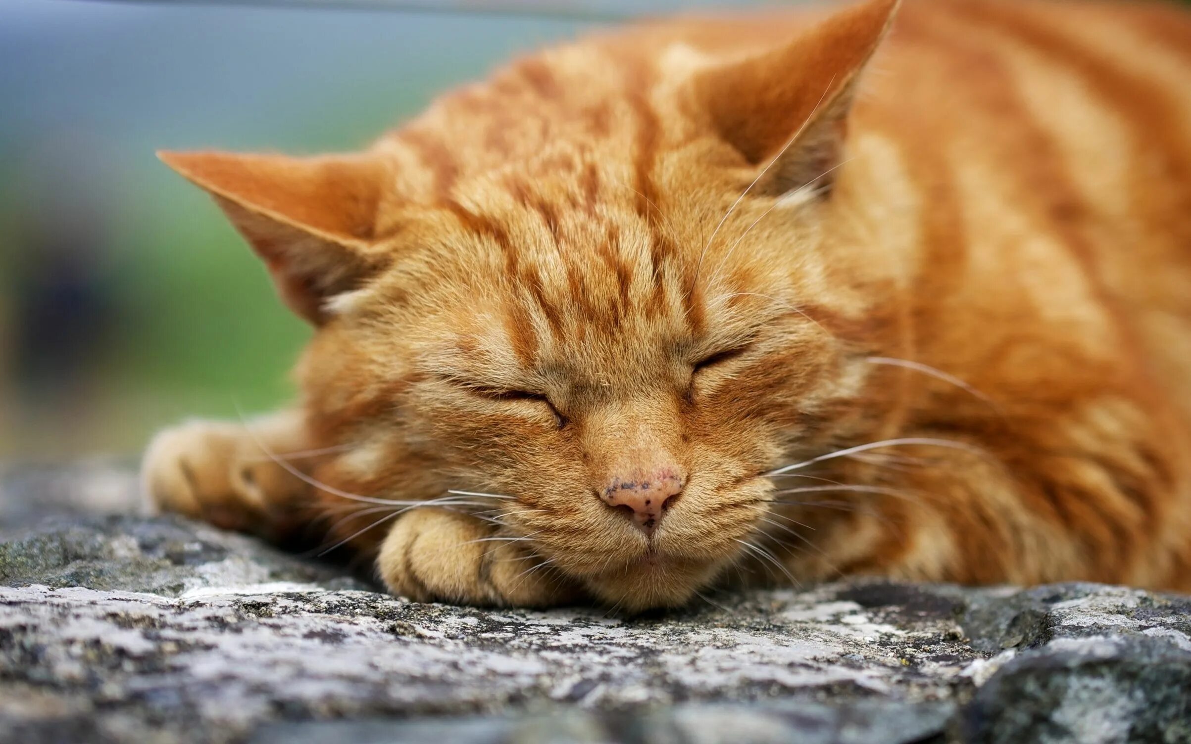 Рыжий кот режим работы. Рыжий кот. рыжая кошка. рыжий котик. рыжая крошка.