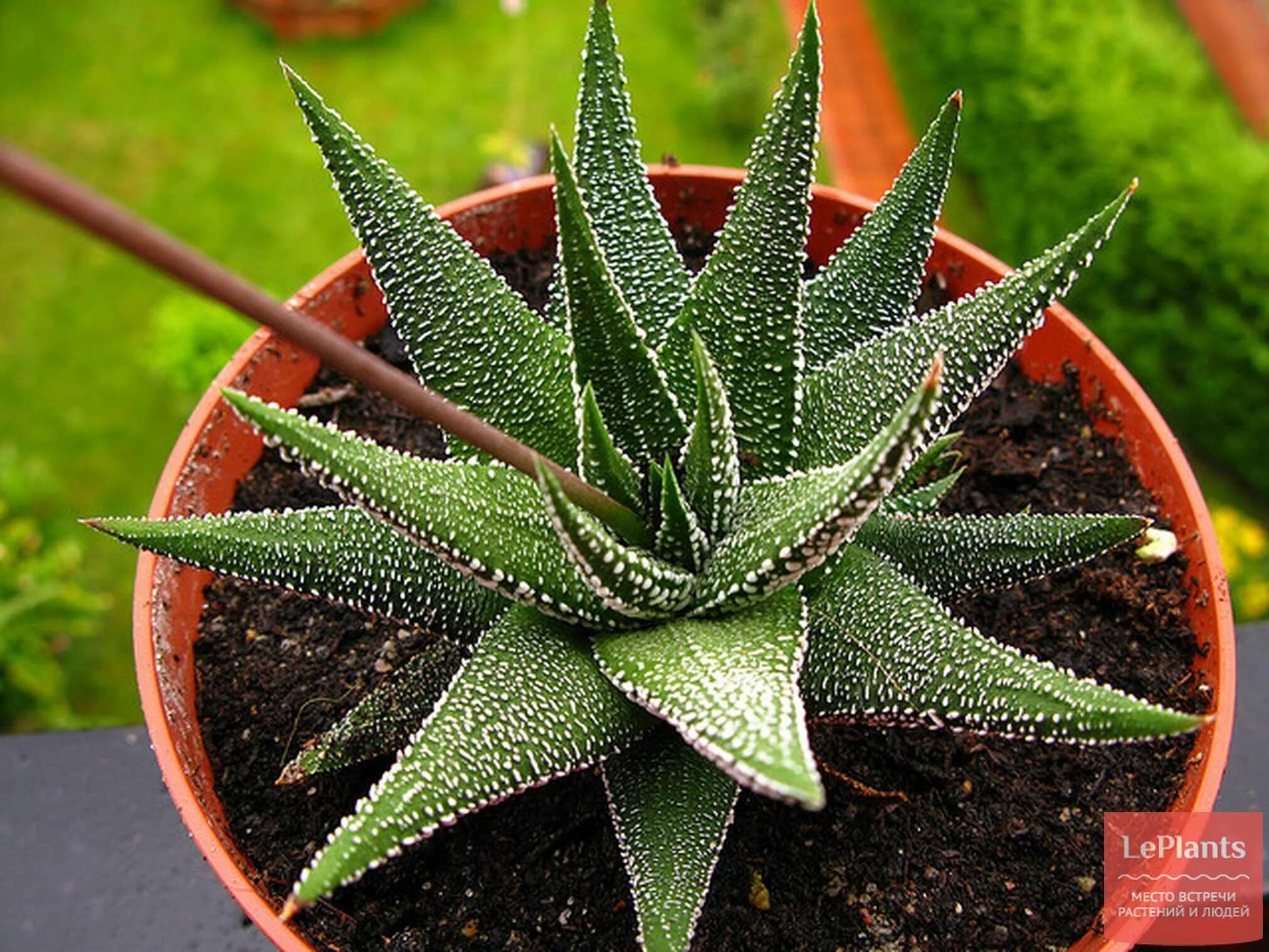 Розеточный побег примулы. Щавель малый rúmex acetosélla. Садовый цветок листья розеткой. Цветок листья розеткой. Многолетник с прикорневой розеткой листьев.