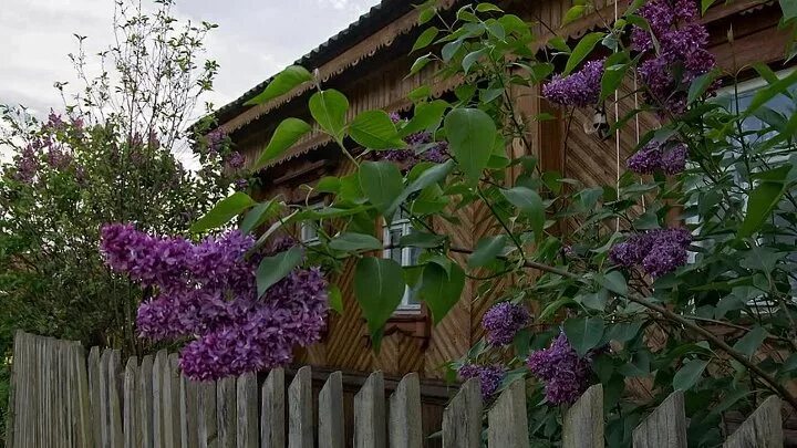 Сирень у дома. Сирень у забора. Дом с сиренью. Домик с сиренью. Заволокина сирень