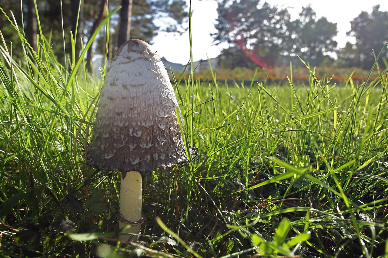 Болотная поганка гриб. Лесные поганки. Гриб зонтик поганка. Бледная поганка. Лесные поганки.