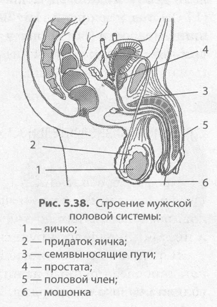 Строение мужского органа анатомия. Внутренне строение мужской половой системы схема. Строение мужского полового члена анатомия. Наружное строение полового члена анатомия.