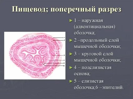 Стенки пищевода