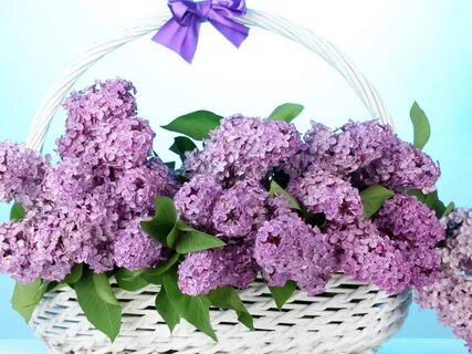 С днем рождения женщине красивые открытки сирень