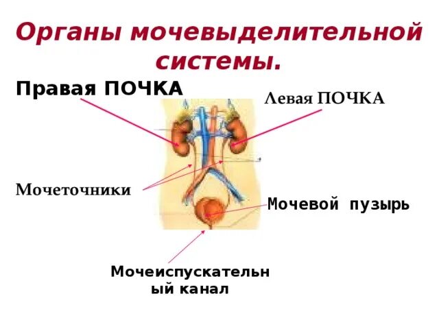 Левая почка. Правая почка. Отличие правой почки от левой. Правая почка меньше левой