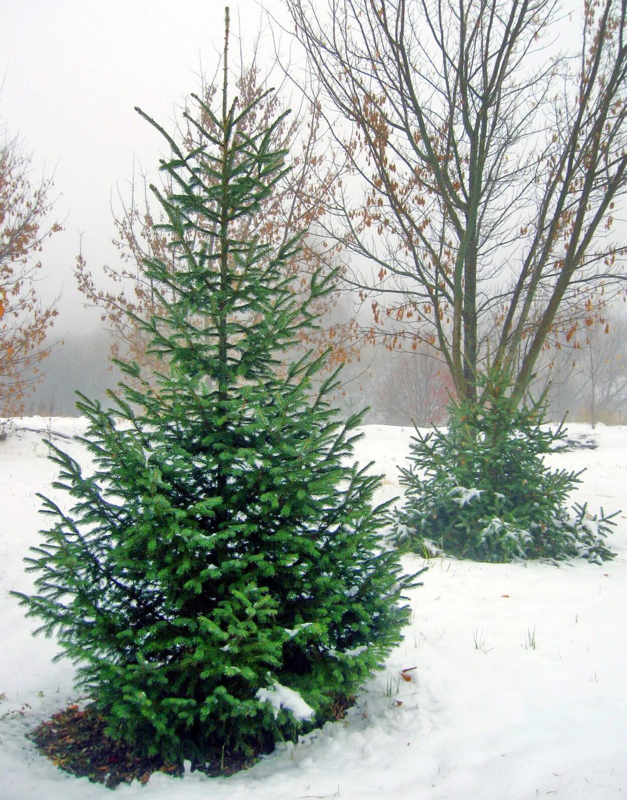 вид елочки. вид елочки. ель сизая picea glauca 'pendula'. вид елочки. вид елочки.