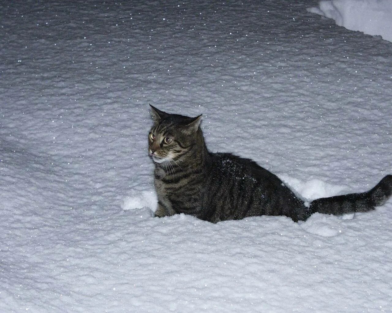 Холодно ли котам на улице. Кот в снегу. кот зимой на улице. кошки зимой. котенок на улице зимой.