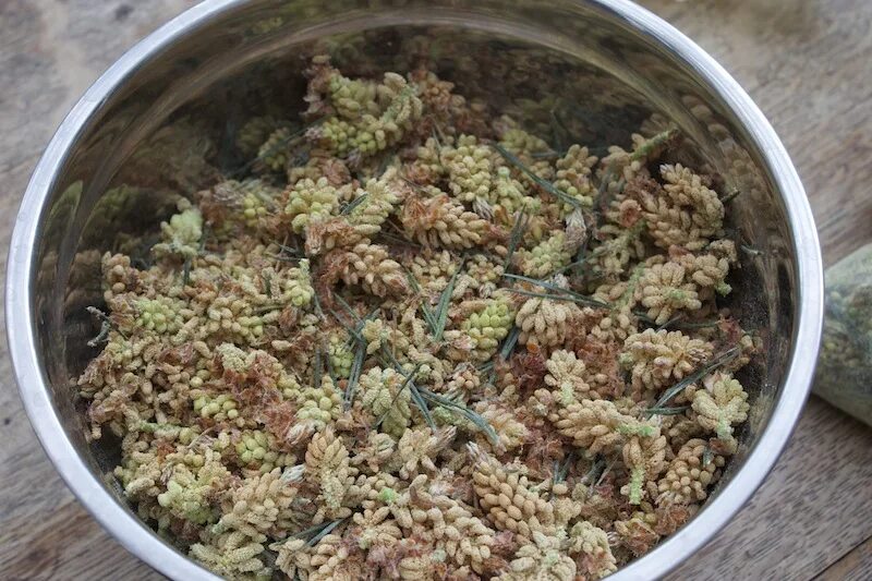 Как заварить сосновые почки. Почки сосны показания для применения. Сосновые почки от кашля. Как заварить сосновые почки. Почки сосны сбор.