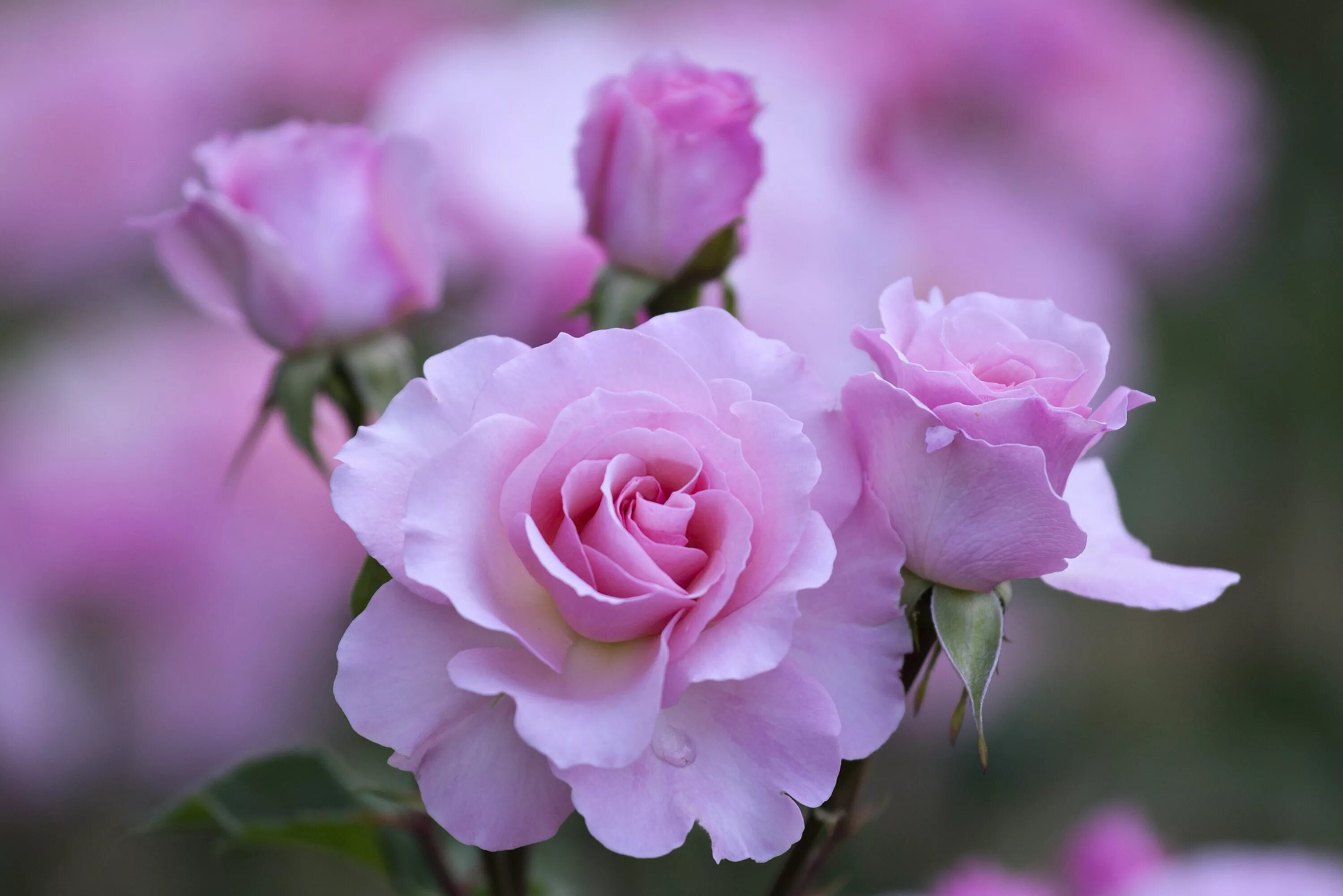 Beautiful rose flowers