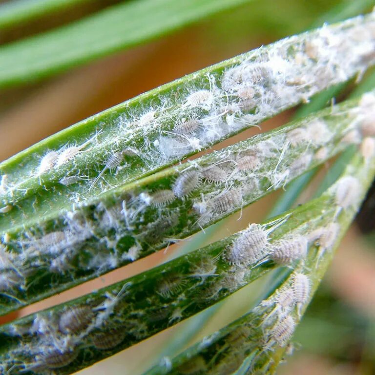 Обыкновенный паутинный клещ. Амброзия полыннолистная опасный карантинный сорняк. Растения как бороться. Растения как бороться. Замиокулькас мучнистый червец.