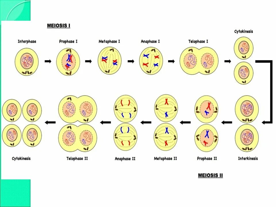 Схема мейоза в картинках. Половое размножение мейоз. Meiosis Stages. Однояйцевые Близнецы мейоз. Мейоз примеры клеток