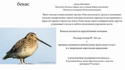 Кулики ударение