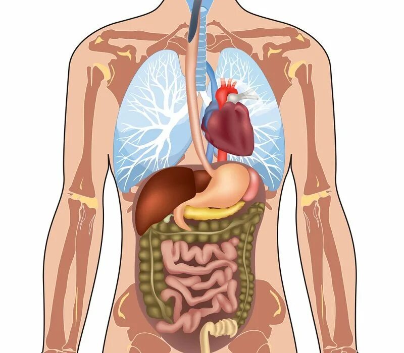Тело человека. Организм человека. Мышцы внутренних органов. Как работает наш организм видео. Человеческий организм.