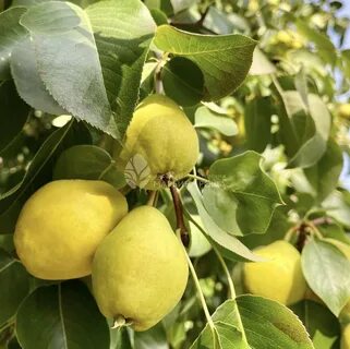 Лучшие сорта груш для урала