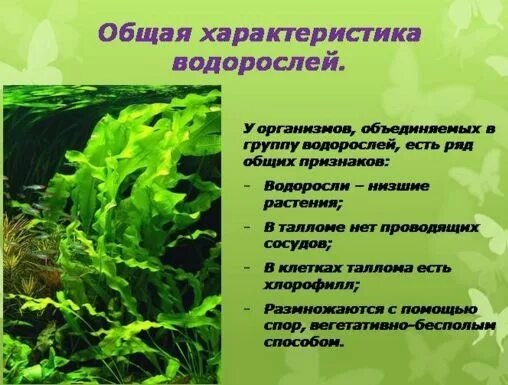 Водоросли главные