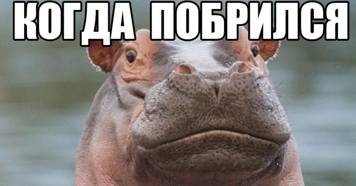 Мем бегемот. Мем бенимот. бегемот мем. бегемот мемы. мемы с бегемотиками.