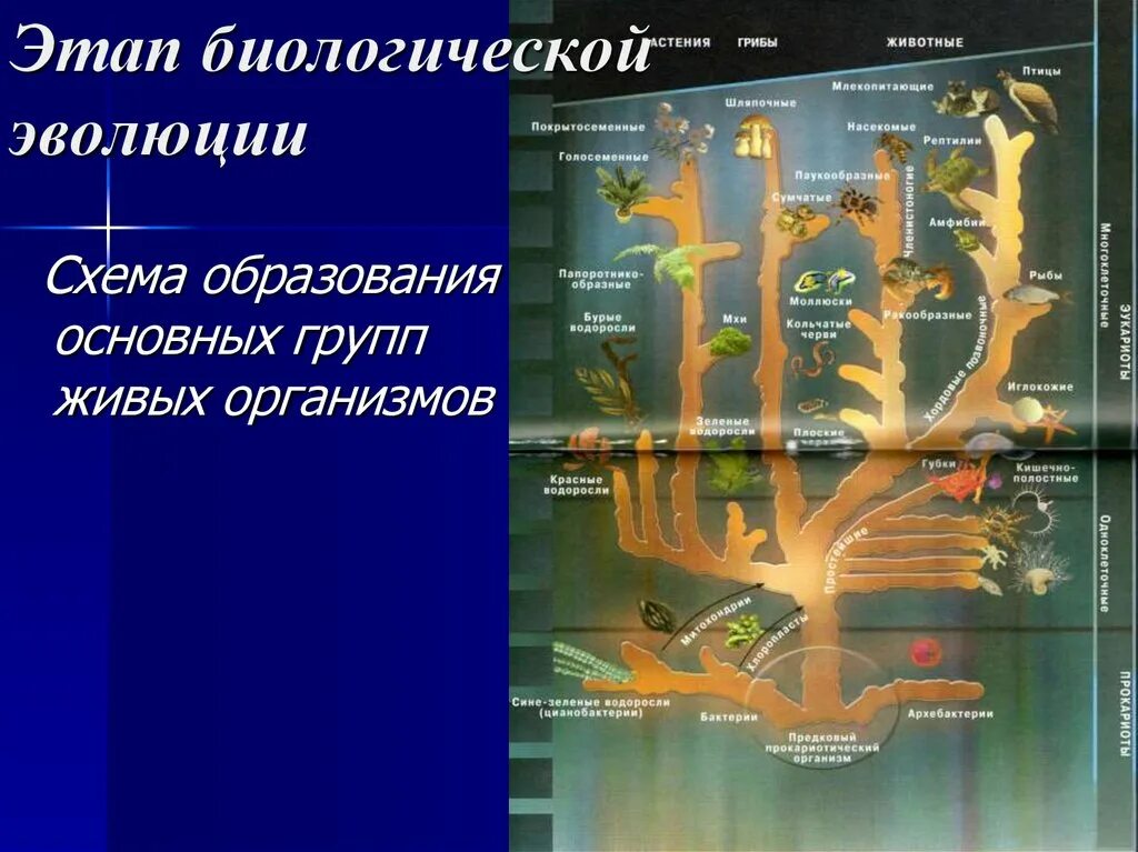 Новый этап эволюции. Этапы биологической эволюции. Этапы биологической эволюции жизни на земле. Этапы эволюции биология. Этап биологической эволюции кратко.