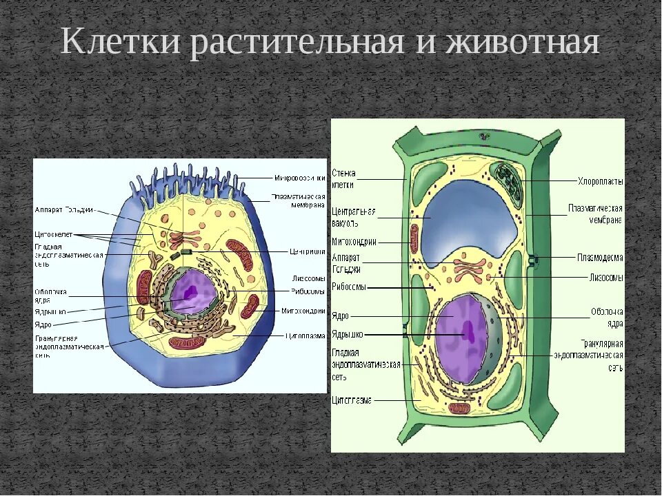 Растительная клетка. Строение растительной клетки. Клетка биология строение. Клетка строение клетки. Что имеет растительная клетка