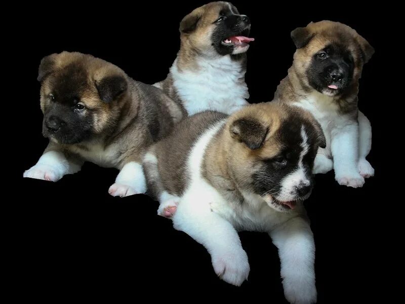 Питомник собак. Московская сторожевая московская сторожевая. Ротвейлеры царская стая. Московская сторожевая щенки. Ротвейлер питомник.