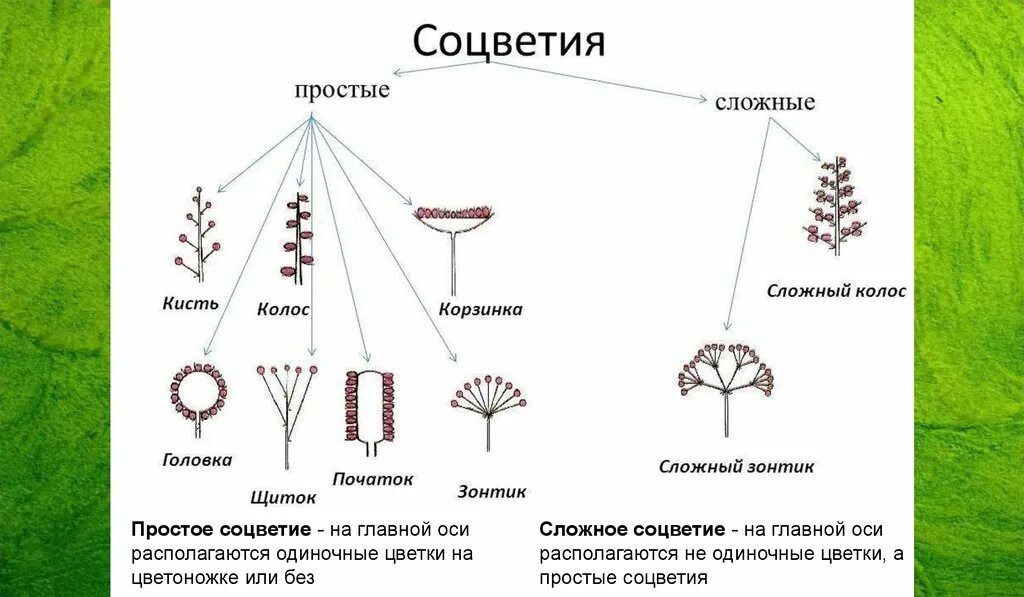 Сложный початок. Простые соцветия. Главная ось соцветия. Сложные соцветия. Простые и сложные соцветия.