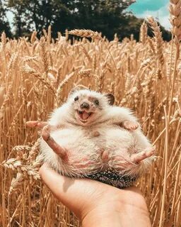 Happy animals