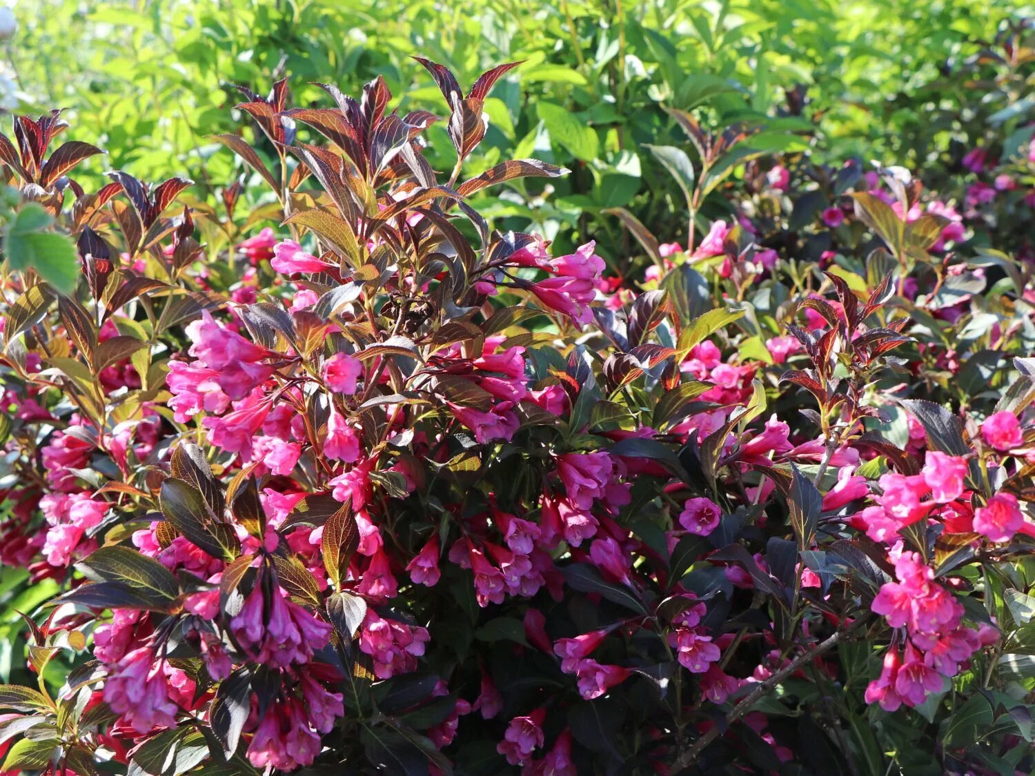 Вейгела биг лав. Weigela hybrida smena. Вейгела шоколадница. Вейгела саммер лав. Вейгела цветущая 'big love.