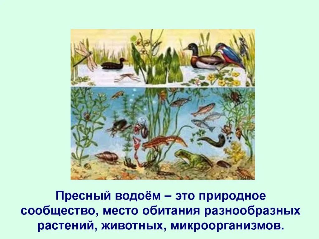 Сообщество пруда 3 класс окружающий мир