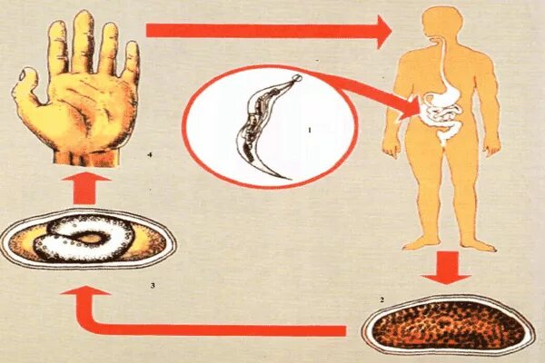 Фекально оральный способ заражения. Фекально-оральный это. Фекально-оральный путь передачи инфекции. Фекально оральная передача инфекции. Фекально оральный механизм передачи.