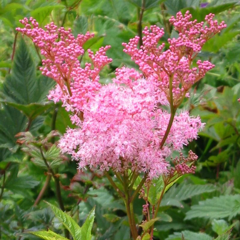 Лабазник Венуста. Лабазник Филипендула. Лабазник rubra venusta. Лабазник красный venusta.