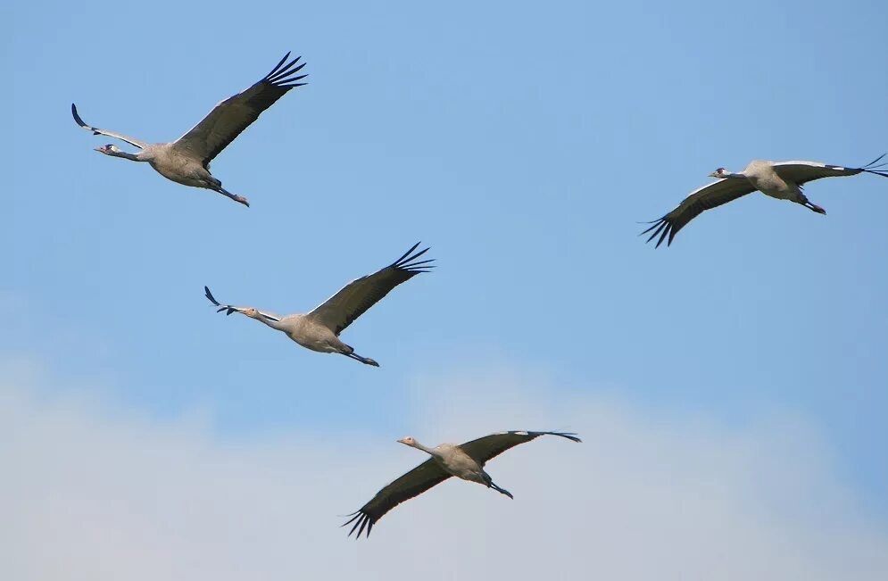 японский журавль в полете. перелётные птицы журавлиный клин. памятник журавлям гамзатов. памятник журавли в гунибе. журавль фото птицы.