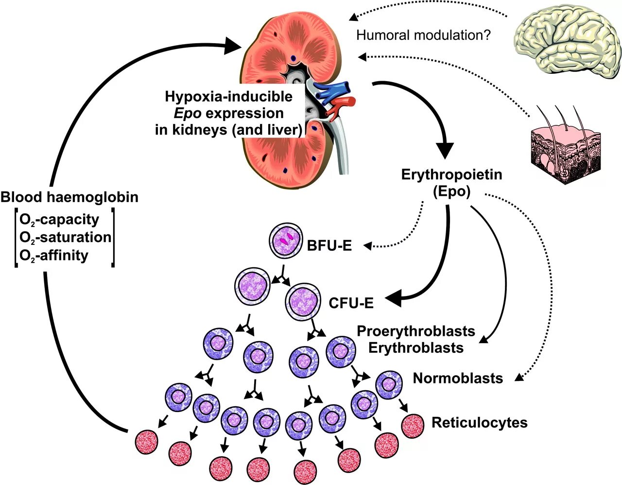 Роль эритропоэтина в кроветворении. Механизм действия эритропоэтина. Роль эритропоэтина в кроветворении. Эритропоэтин механизм действия. Регуляция процессов кроветворения.