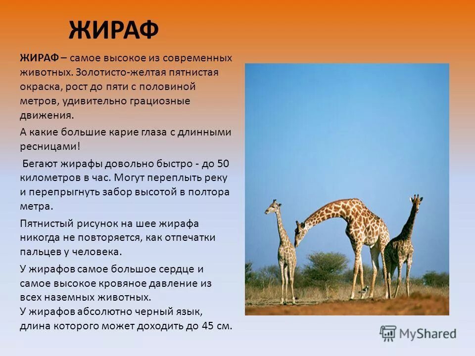 доклад про жирафа 2 класс. жираф описание для детей. жираф самое высокое животное на земле. жираф рассказ. сообщение о жирафе.