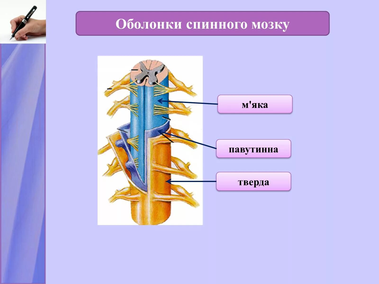 Оболочки спинного мозга биология 8 класс. Три оболочки спинного мозга. Оболонки спинного мозку. Оболочки спинного мозга животных.