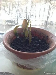 Манго в горшке из косточки