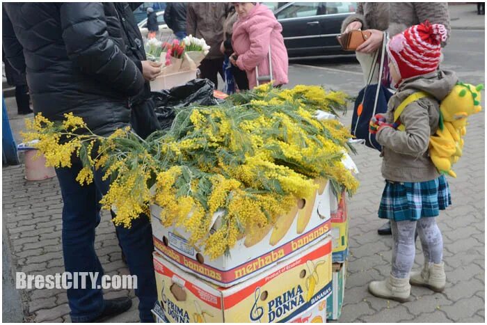 Где купить оптом мимозу. Мимоза на рынке. Мимозы продают. Мимоза на Рижском рынке. Коробка с мимозой.