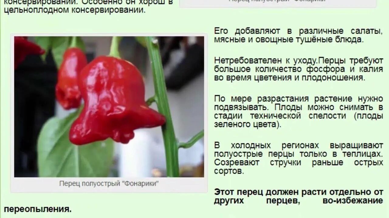 перец колокольчик Stuffed peppers, Vegetable seed, Funny vegetables