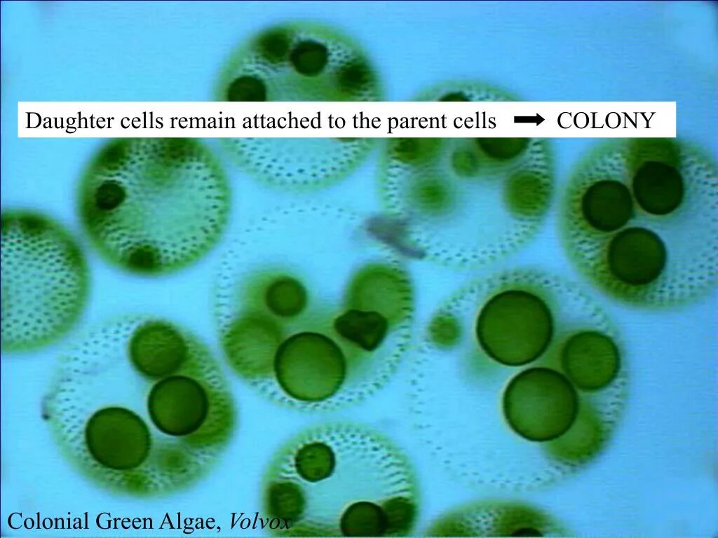 Вольвокс водоросль. Одноклеточные водоросли вольвокс. Отдел зеленые водоросли вольвокс. Хлорелла и вольвокс.