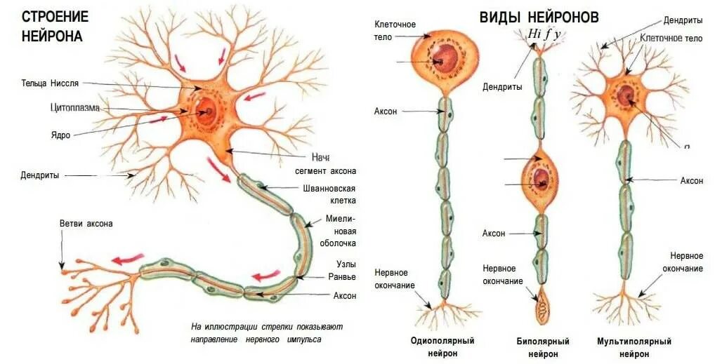 Сколько живет нерв. Строение нервной клетки нейрона. Схема нервная ткань Нейроны отростки. Нейроны и нервная система человека схема. Строение нейрона и нервного волокна.