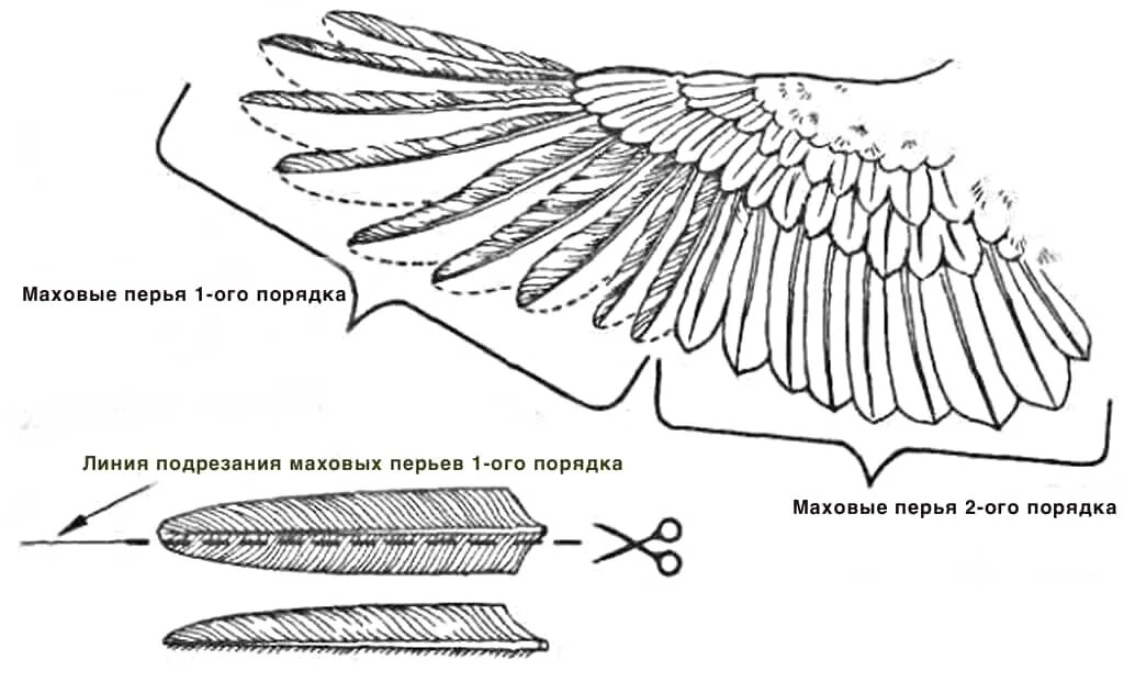 Расположение контурного пера на теле птицы. Как подрезать Крылья уткам подсадным. Обрезка крыльев у кур чтобы не летали. Как правильно обрезать Крылья курам чтобы не летали. Обрезка крыльев у подсадной утки.