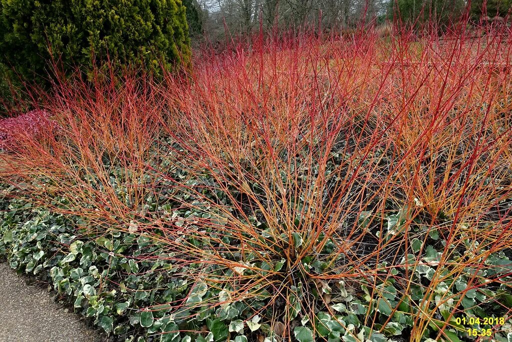 Дерен красный описание. Дерен кроваво-красный (Cornus sanguinea). Дерен Сибирика Перлс. Дерен белый сибириан Перлс. Дерен Винтер Бьюти.