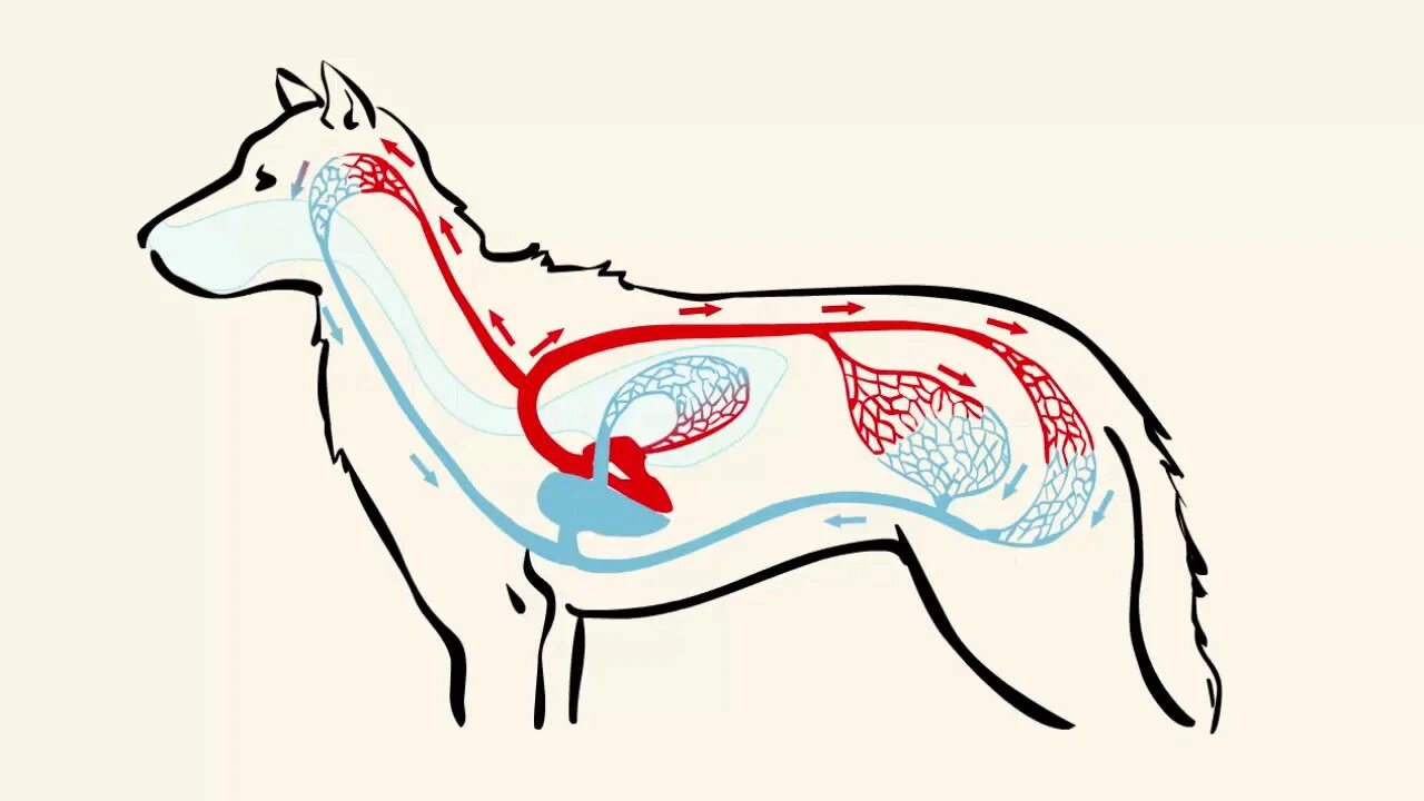 Кровеносная система млекопитающих. Система кровообращения собаки. Кровеносная система собаки. Строение кровеносной системы млекопитающих. Млекопитающие кровообращение и дыхание