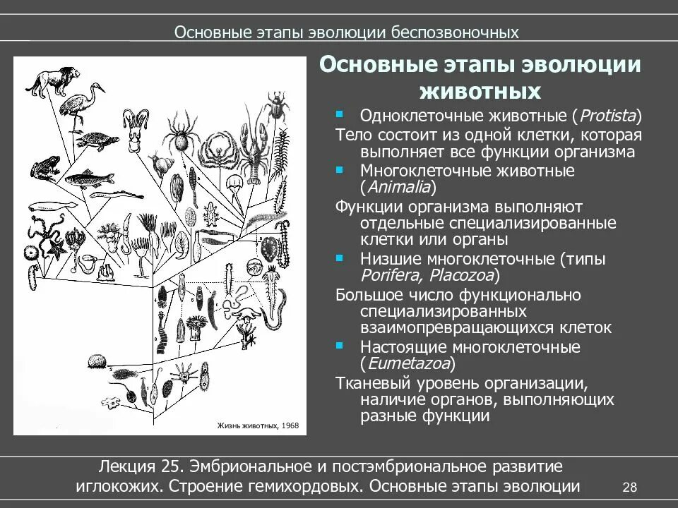 Последовательность возникновения живых организмов. Эволюция беспозвоночных схема. Основные этапы развития животных. Основные этами развитие животных. Основные этапы эволюции животных.