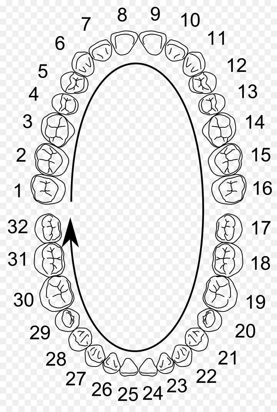 Нумерация зубов в стоматологии схема у взрослых. Схема нумерации зубов. Нумерация детских зубов в стоматологии схема. Универсальная система нумерации зубов. Схема зубов человека с нумерацией.