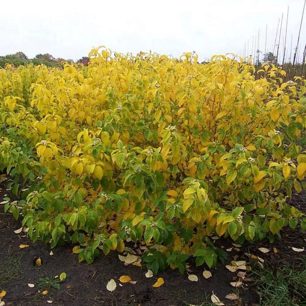 Дёрен отпрысковый Flaviramea. Дерен Флавирамея. Дерен отпрысковый Cornus stolonifera. Дерен отпрысковый "Flaviramea" ("Флавирамеа"). Дерен флавирамеа